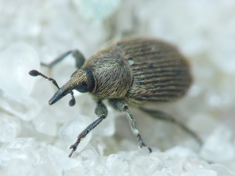 Curculionidae Latreille, 1802
